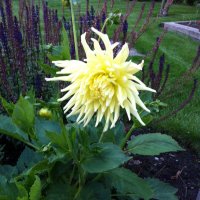 Philip Storer (@evergreensk9) 's Twitter Profile Photo