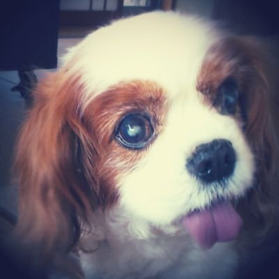 ライブ行くことだけは卒業できずに大人になりました。