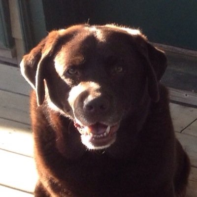 chetibus's profile picture. 