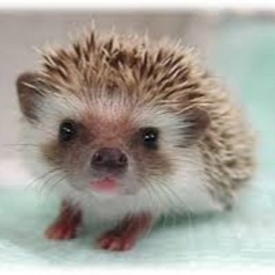 れんれん