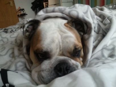 chellerainey's profile picture. Am diesel rebel Carson rainey, am a nearly 5 year old british bulldog