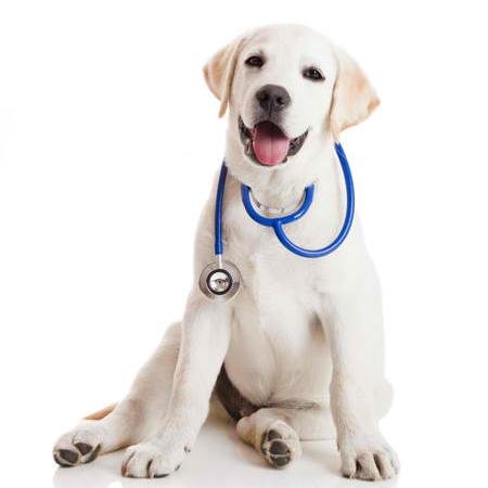 Conseils & Accessoires pour nos amis les chiens. Pet Lovers Only!