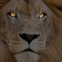 Stritkat (@stritkat) 's Twitter Profile