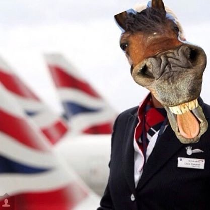 Wife, mother, long haul air cabin crew & college lecturer. Loves; horses, cats & life.