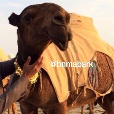 يابوي ما دامني واحد من عيالك ، تربيّتي من يدك واخلاقك اخلاقي ! طالبك طلبه ليا جاء شي في بالك ، أشر على اللي فبالك واترك الباقي !