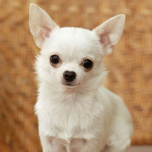 Dog lover! Deep down a dog in a heart!