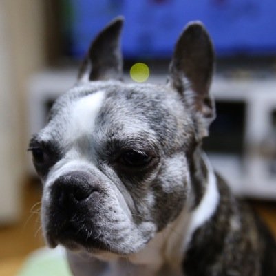 AToyoki's profile picture. 