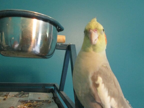 I LOVE MY BIRDS