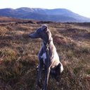 barry halpin - @halpin73 - Twitter