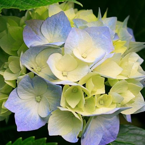 idil770's profile picture. 