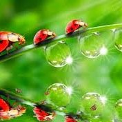 Ladybugs_L's profile picture. I'm crazy....that's all!