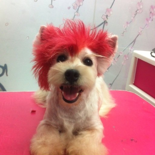 BarkGrooming's profile picture. Introducing Bark! Grooming Boutique, Clarington’s new dog spa! 

Bark! Grooming Boutique is an independently owned and operated dog grooming salon.