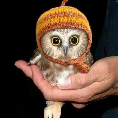 codeshoveler's profile picture. Windows C#, C++ Programmer