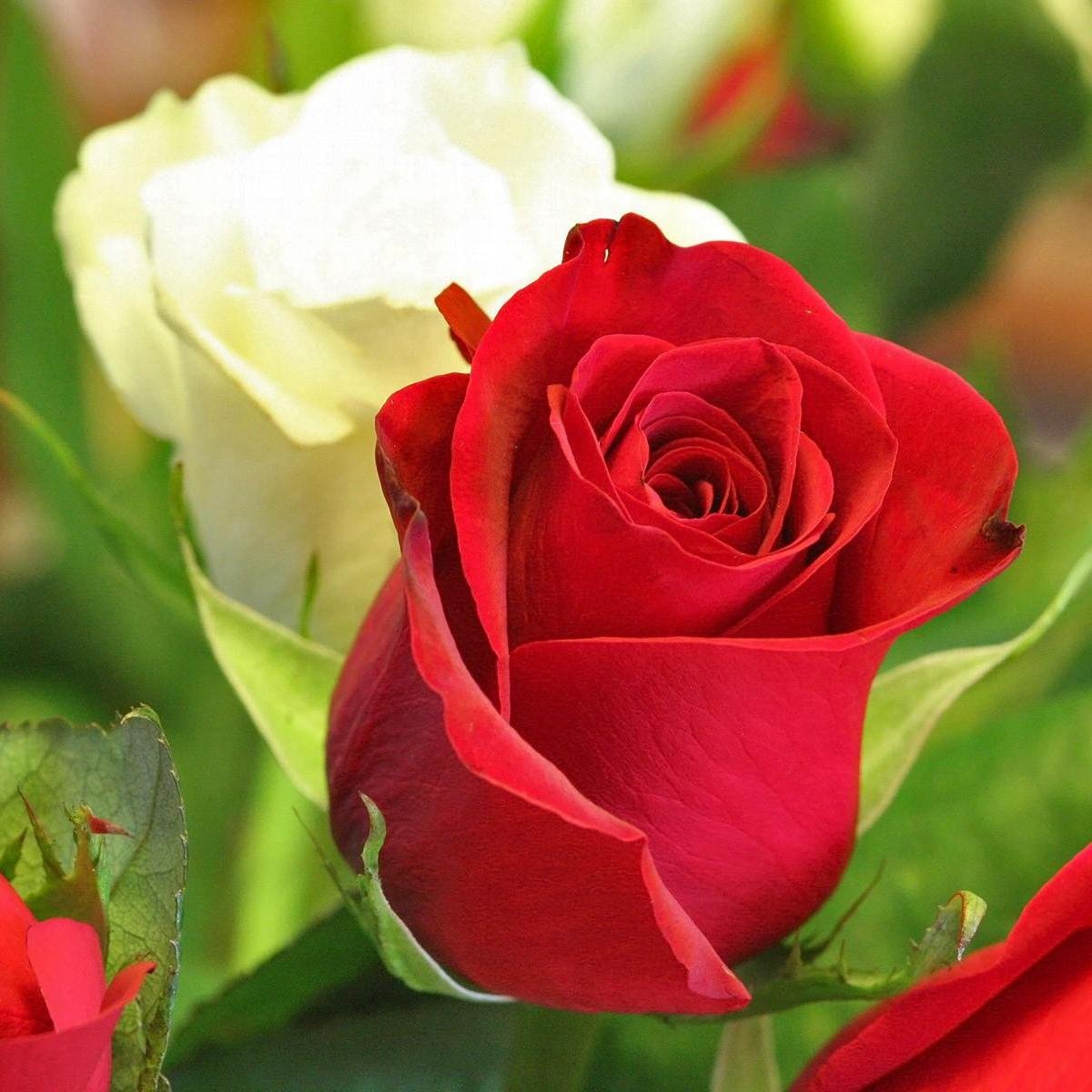 ananthakumar105's profile picture. 