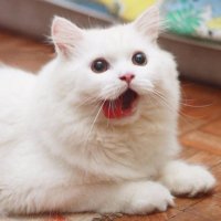 卑弥呼 (@hlmlhlmlml) 's Twitter Profile