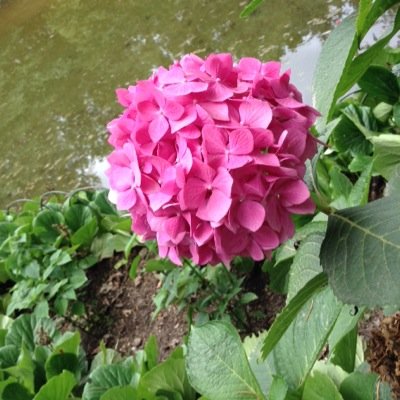 Mytrotois's profile picture. 