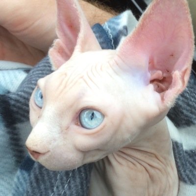 Le Chat Sans Poil Lechatsanspoil Twitter Le Chat Sans Poil Lechatsanspoil Twitter