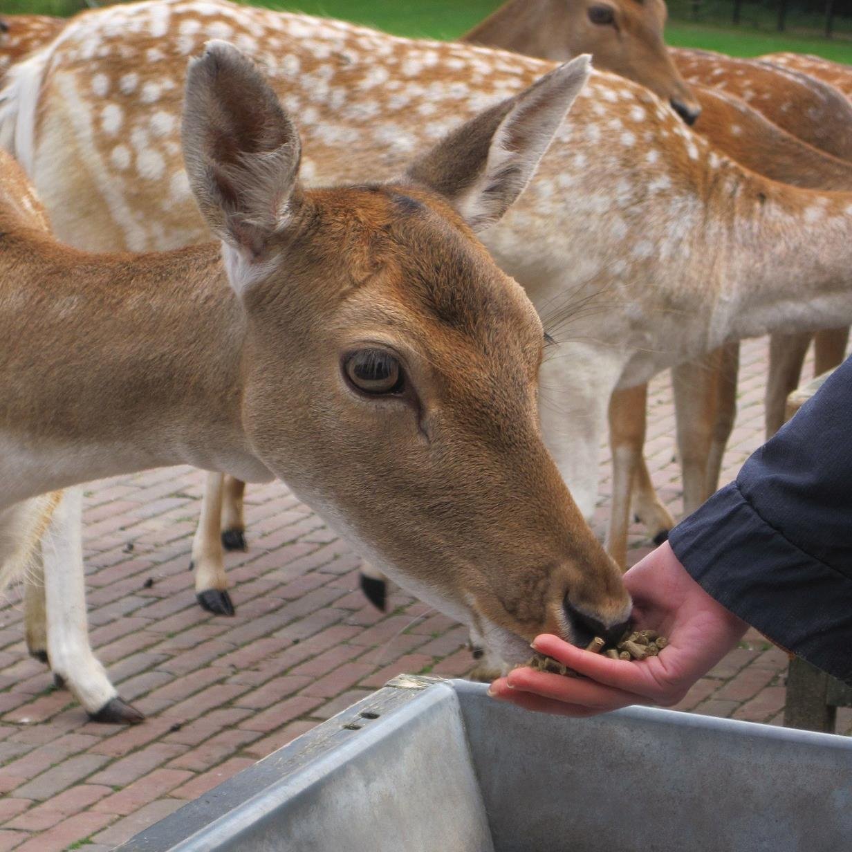 De_Dierenweide's profile picture. Dagbesteding en sociale activering vanuit Stichting Baantraject in de Dierenweide in het Julianapark te Utrecht.
