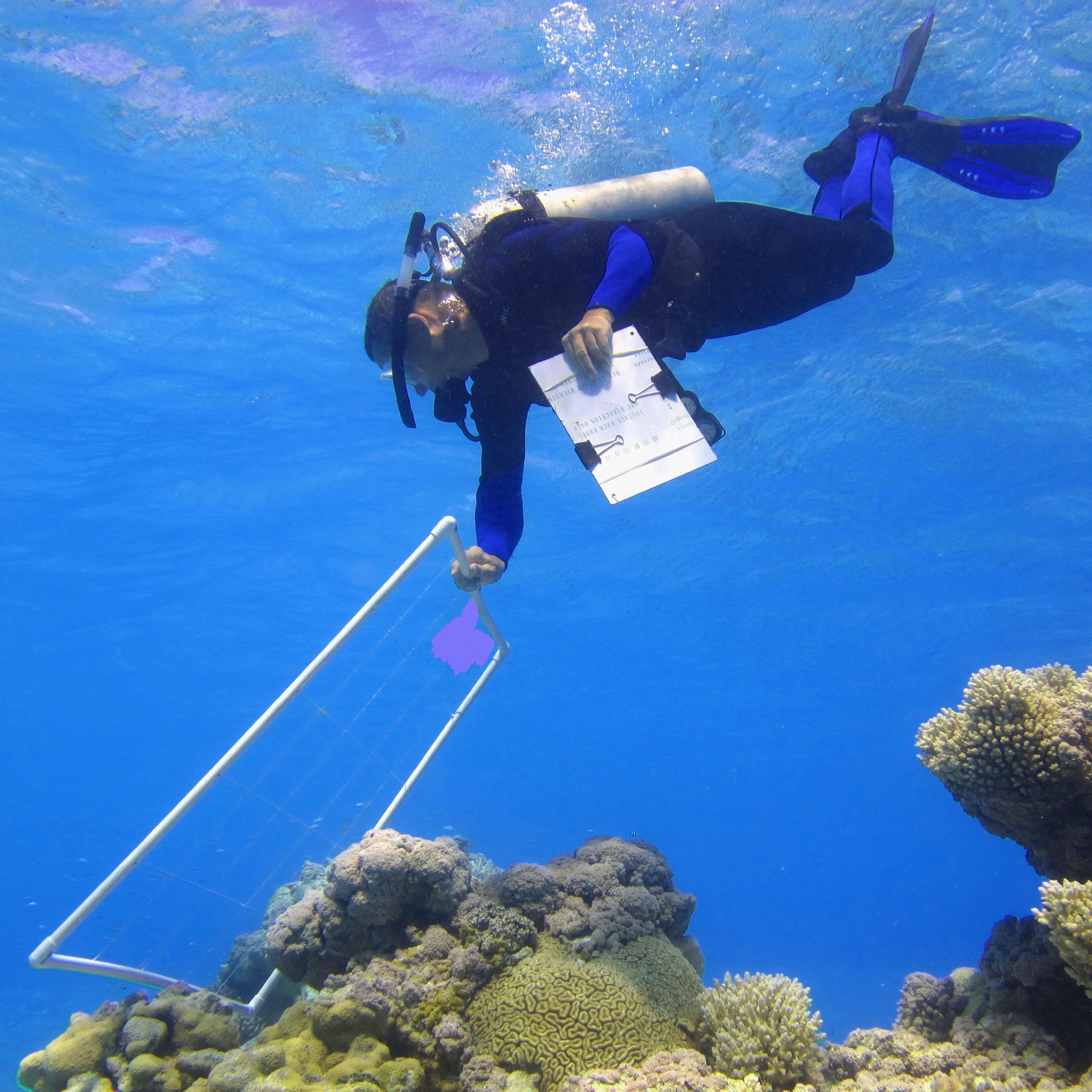 VOLUNTEER RESEARCH: impact study international marine conservation projects @ remote fishing communities #marinevolunteering #turtles #mantarays #coral #reef