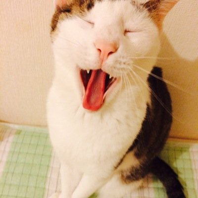 ayaneko1126's profile picture. 元養護教諭です。Gルートで公認心理師取得。臨床心理士を目指して、2023年3月に退職し大学院生→2025年３月に無事修了し４月から心理職。やれるのか…。