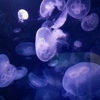 じう (@jiujey) 's Twitter Profile