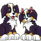 Rugby and Reme are clever, cute, and inquisitive Bernese Mountain dogs. Join the Adventure! http://t.co/wbO9lFPxNQ Manchester Sky Productions