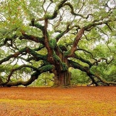 garden_turtle's profile picture. 