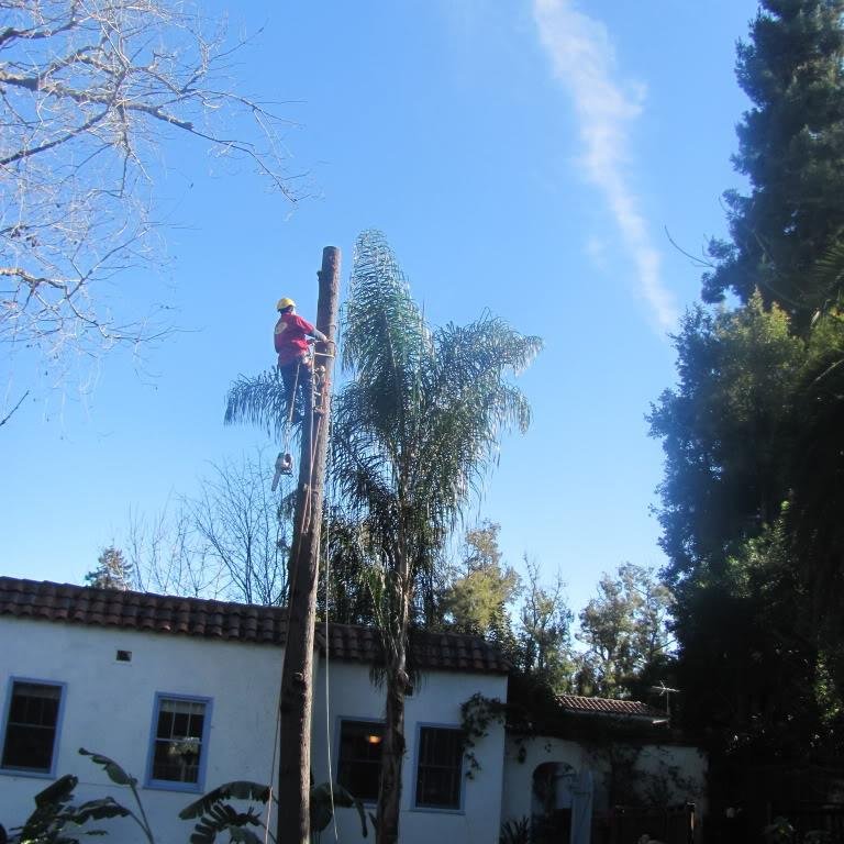 The Tree Team Inc. is a full-service company.. We are committed to providing our clients with prompt, friendly and knowledgeable service.