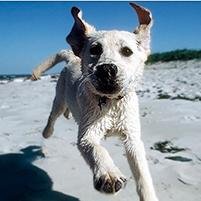 DogphotogerSam's profile picture. 