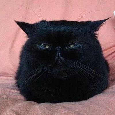 vcTheRookiebD's profile picture. Don't steal. The Government hates competition.