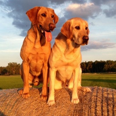 Avid waterfowler and owner/operator of Apex Retrievers