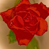 Fatma Sultan (@_fatma_sultan_) Twitter profile photo