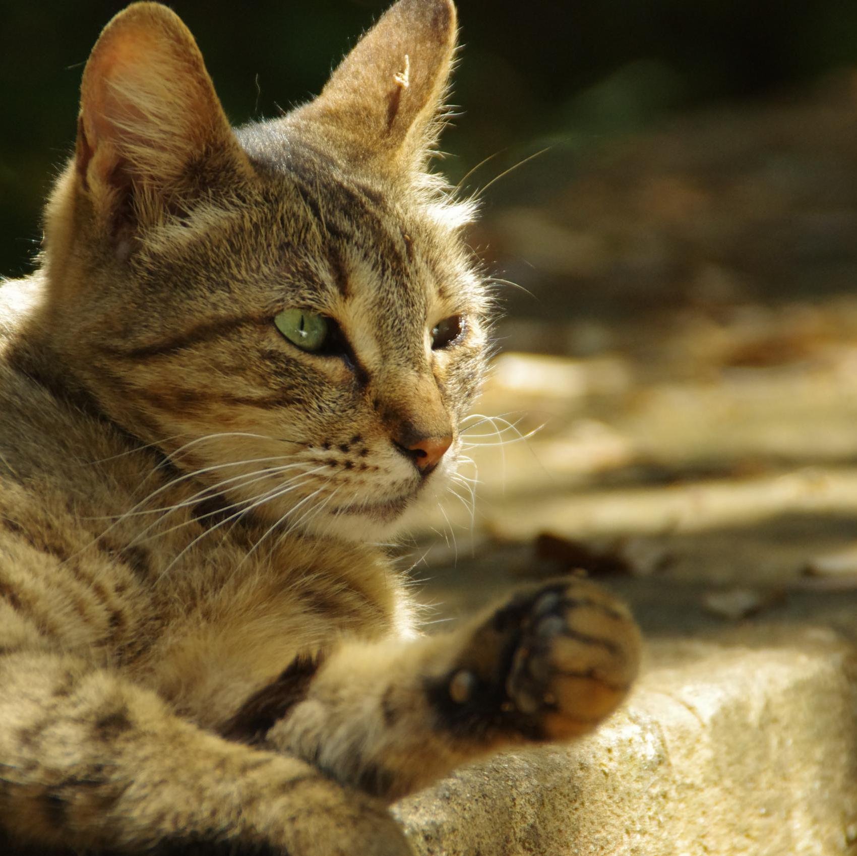 a_roncat's profile picture. Ev. Gymnasium u. Werkschulheim Wien. Ex-TU Wien, Photogrammetry & Remote Sensing;  Tweets in German and English.