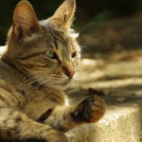 Andreas Roncat (@a_roncat) 's Twitter Profile