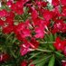 DIY Landscaping (@desert_trees) Twitter profile photo DIY Landscaping (@desert_trees) Twitter profile photo
