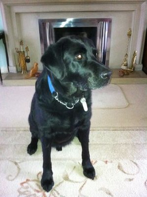 Bowler,woodturner,gardener.labrador lover ,lifelong Evertonian and on permanent holiday