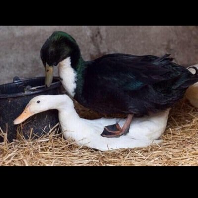 Stacking_P's profile picture. Betting account to help gain steady profit! providing inplays - doubles - trebles in all the betting market! Horse tips, football tips snd baseball tips!