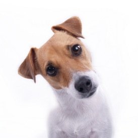 Your Dog Deserves The Best