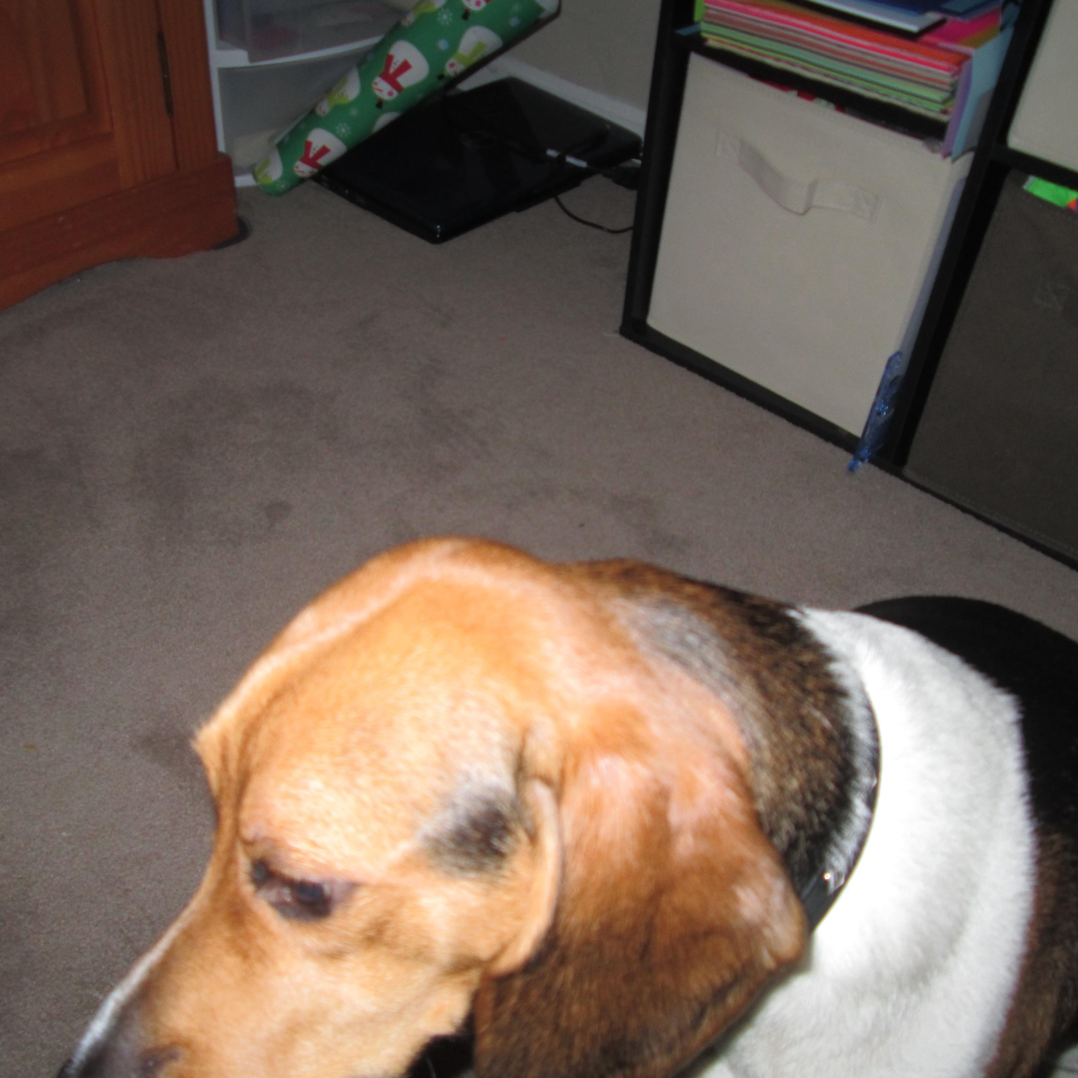 I'm a dog I love sleeping. Chloeee get off of the keyboard!