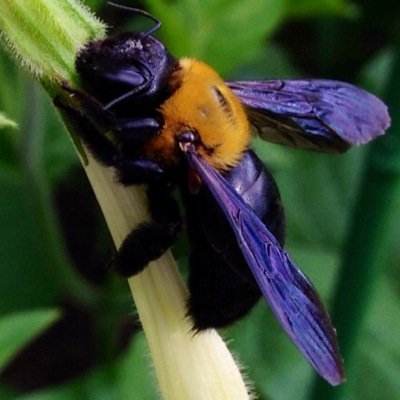 Kazuking_2002's profile picture. 🏍️NSR250R▶️CRM250AR盗▶️GSX1300R▶️Multistrada1000ds盗▶️Multistrada1100🌏Fukushima-ken👉Tochigi-ken👉Gunma-ken🐶Inu wo ippiki kattemasu. Namae ha Nico-chan desu.