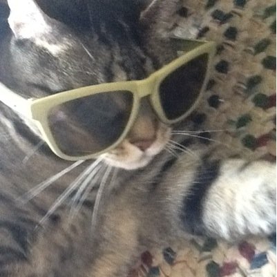 Official Twitter for the fat cat named Randy. Eat, sleep, eat some more.