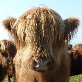 FarleyAnne's profile picture. 