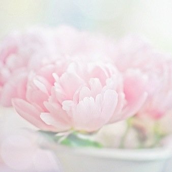 لم اعد إريَد الأقٺراب من أحد , خوفًا من صفعةَ برود , أوَ مَن خيبة ٺكسرني , قلبي بَات هش لا يَريد أيَ شي أبدا سوا راحتهَ ♡̷̷̷̷̷̷̷