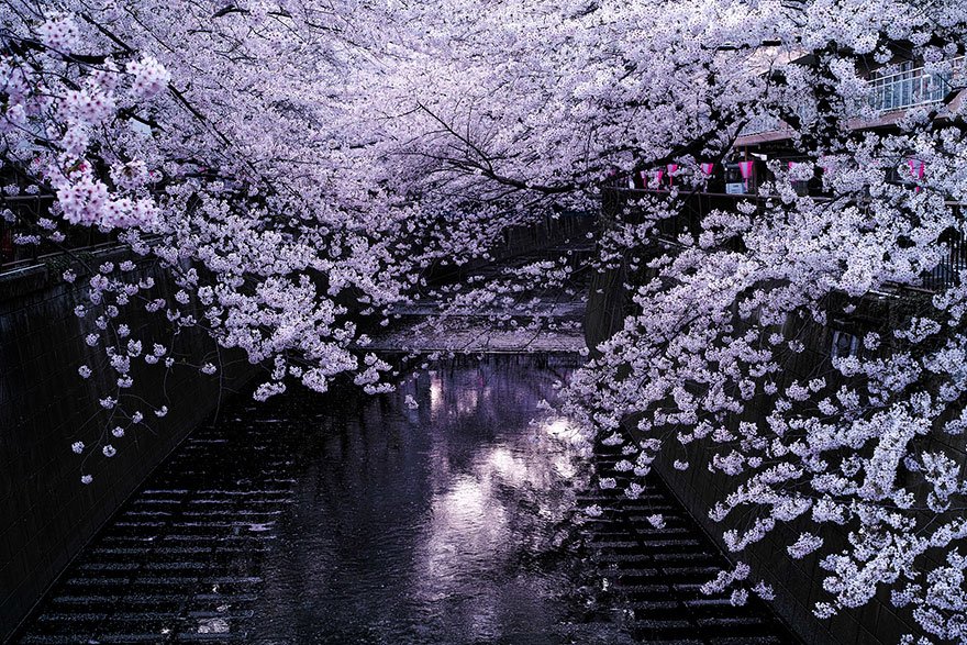 Music and Anime keep me sane (Kind of). I love Cherry Blossoms. #ProjectLG