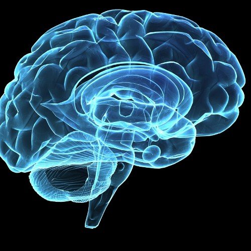 #MarshallUniversity #Neuroscience