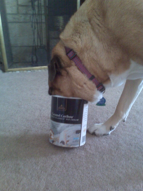 Mark_Thorn's profile picture. If it has a motor, I probably like it. Air, land, or by sea.
All Mustangs should have 1650 cubic inch engines.
Network security, materials imagineer