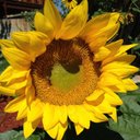 Janice Steiner - @janice_steiner - Twitter