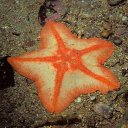 Frank Snapp - @Pallas89 - Twitter