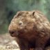 IndieWombat (@indiewombat) Twitter profile photo IndieWombat (@indiewombat) Twitter profile photo