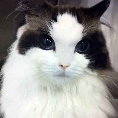 ただの猫好き スタンダードチップやっとコンプリートした ロードオブカオス戦行くぞ 3 ロックマンエグゼ5